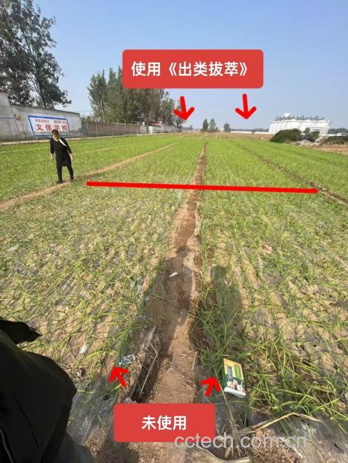 大蒜切片与整蒜对比图