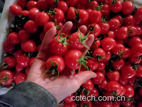 婴幼儿食用圣女果场景图