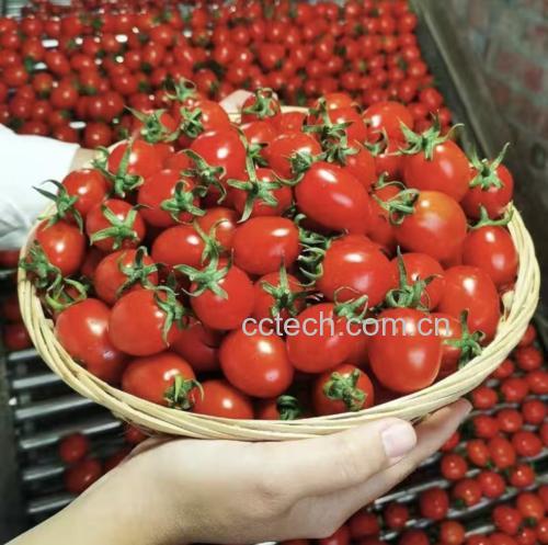圣女果辅食制作过程图