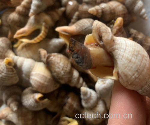 红枣皮特写