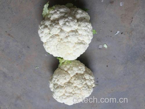白菜花与西兰花对比图