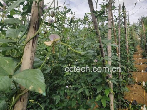 豆角植物生长图