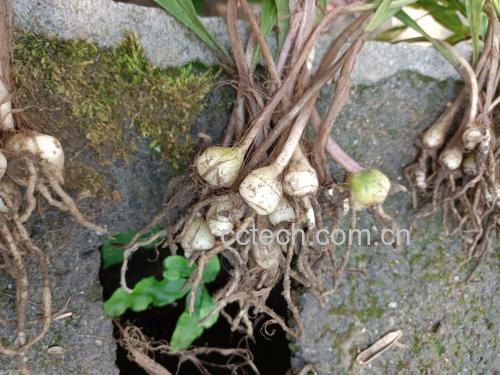 党参药材与种植场景