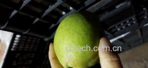 土豆变绿的自然现象