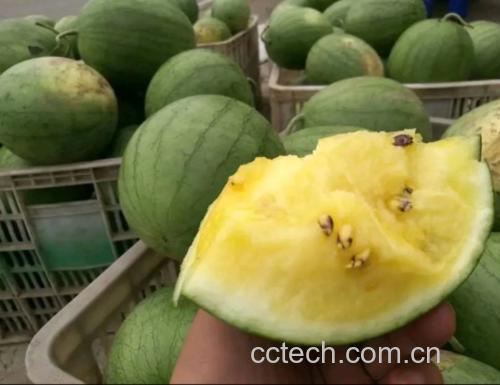 黄瓤西瓜与其他水果拼盘展示