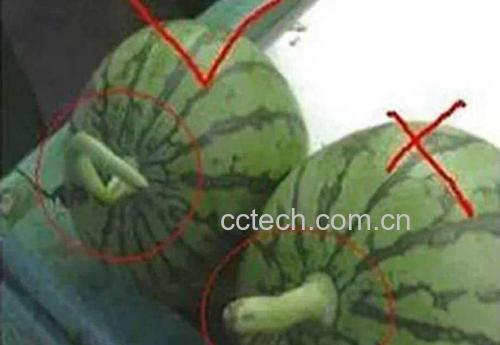 消费者选购西瓜时的判断标准