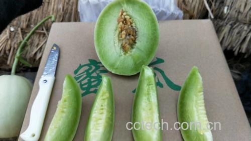 玉菇甜瓜冷藏保存示意图