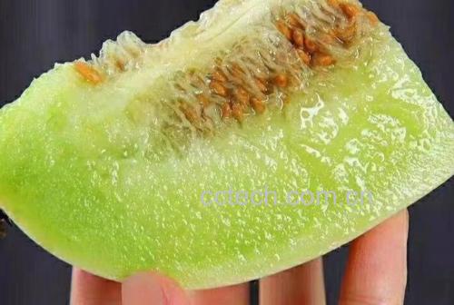玉菇甜瓜果蒂特写图