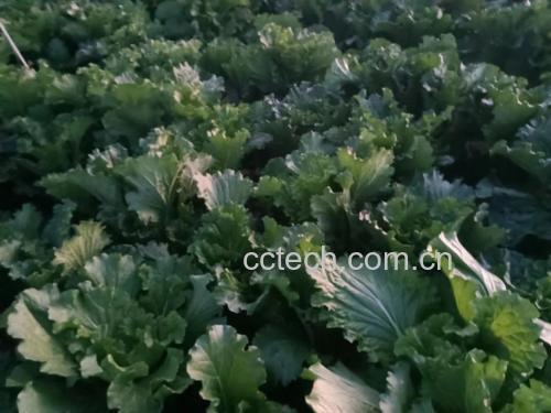 炒青麻叶白菜的过程