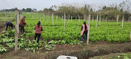 玉米菜种植田地