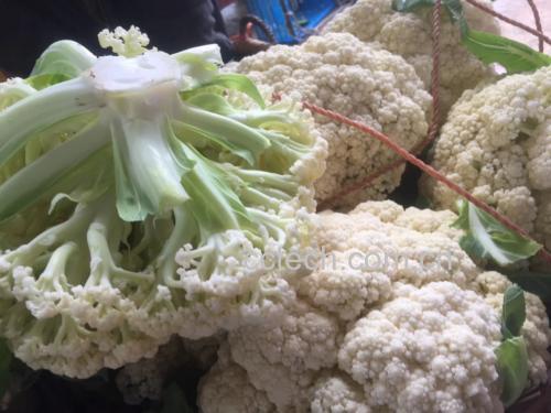 松花菜与野菜仁青菜的对比图