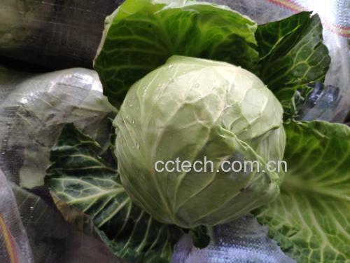 松花菜与甘蓝菜对比图