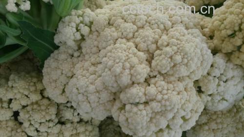 松花菜与野菜对比图