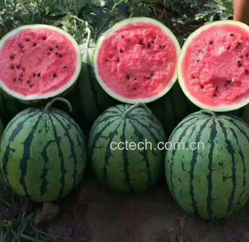 甜王西瓜切开图