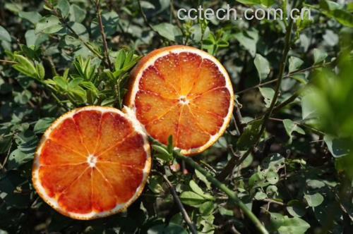 血橙与其他柑橘类水果抗氧化能力对比图