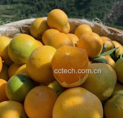 夏橙切开图
