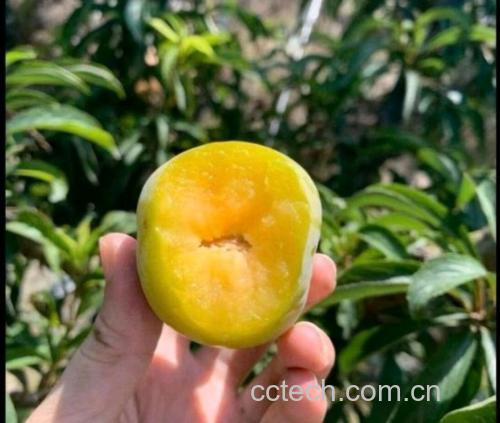 蜂糖李果实特写
