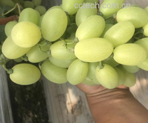 维多利亚葡萄果粒特写