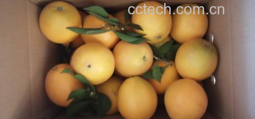 纽荷尔脐橙与健康饮食搭配示意图