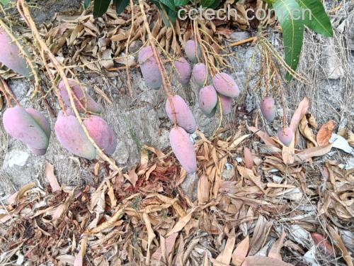 贵妃芒果实在果园中的生长状态