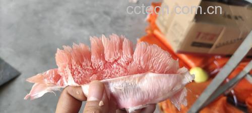 红心柚果肉与果皮结构示意图