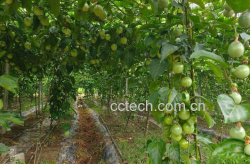 钦蜜9号黄金百香果果园种植场景