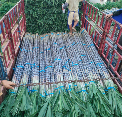 市场中整齐摆放的黑皮甘蔗