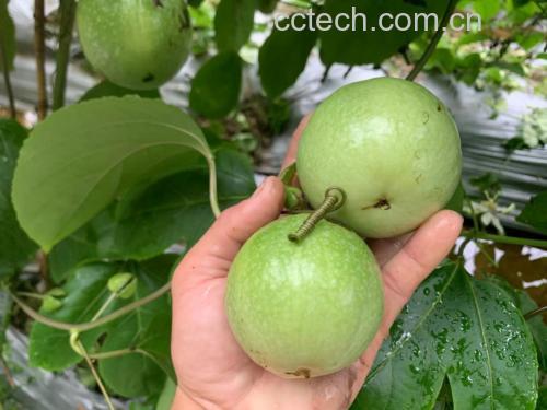黄金百香果成熟过程