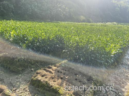 沃柑种植园实景图