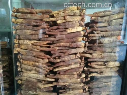 高丽参加入白酒浸泡过程