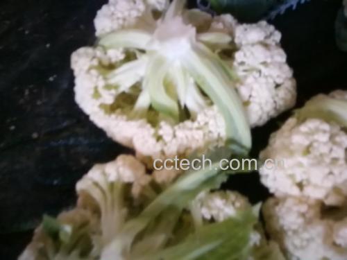 薯藤梗和白面青梗松花菜的处理过程