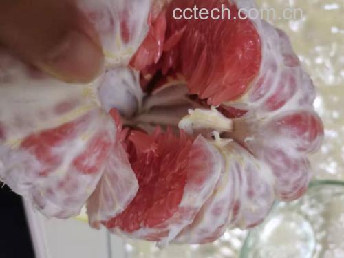 红心柚去皮与白膜处理过程图