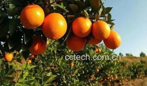甜橙果园种植实景图