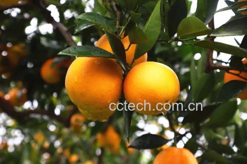 橙汁榨汁与过滤过程