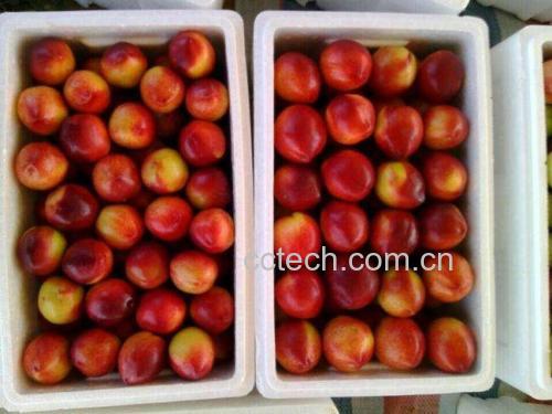 油桃与黄桃罐头成品对比图