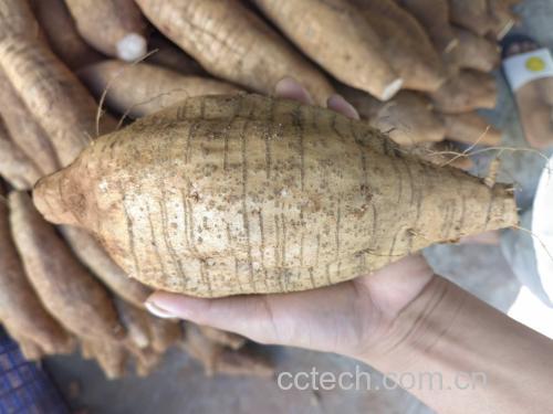 粉葛蚝豉猪骨汤食材展示