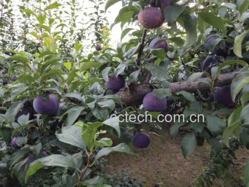 黑布林李子选购对比图