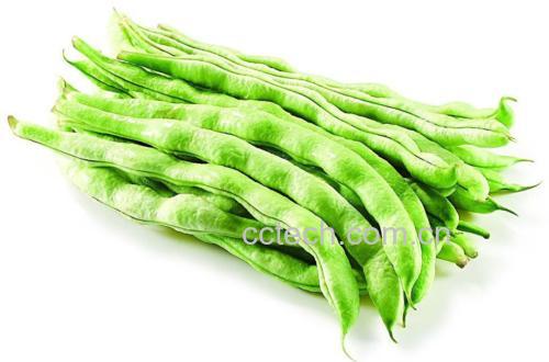绿扁豆的外观特写