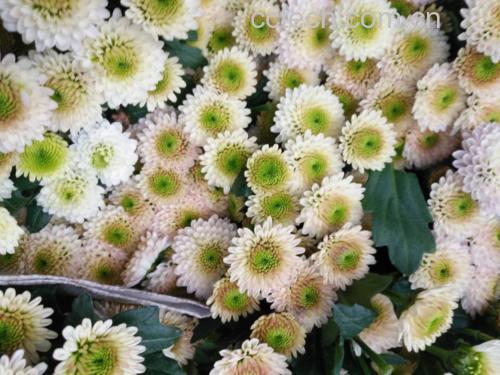 雏菊花瓣与绿叶
