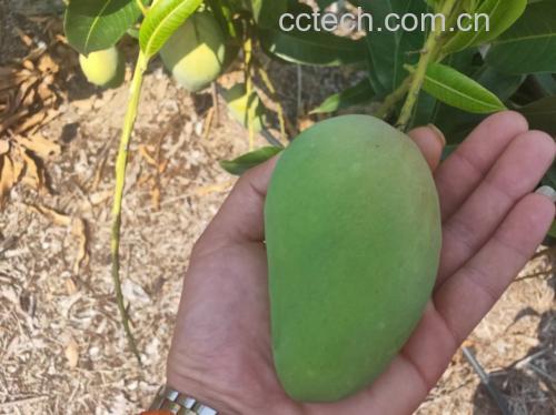 青色小台芒与成熟芒果对比图