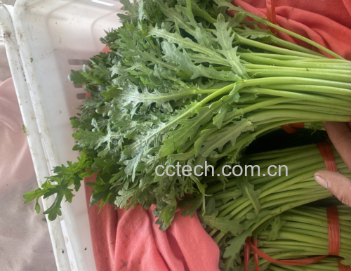 蒿子杆饺子成品图,盛放在白色瓷碗中