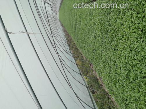 蒿子杆的植株与嫩叶