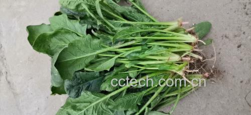 菠菜与豆腐搭配的健康菜肴