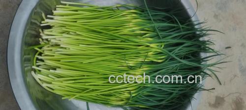 蒜蓉油菜成品图
