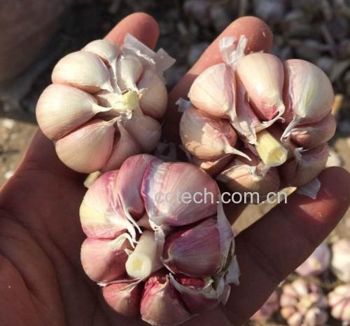 蒜苔与豆浆的营养成分对比图