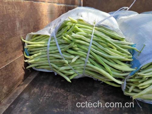 豆角和茄子切段后摆盘展示