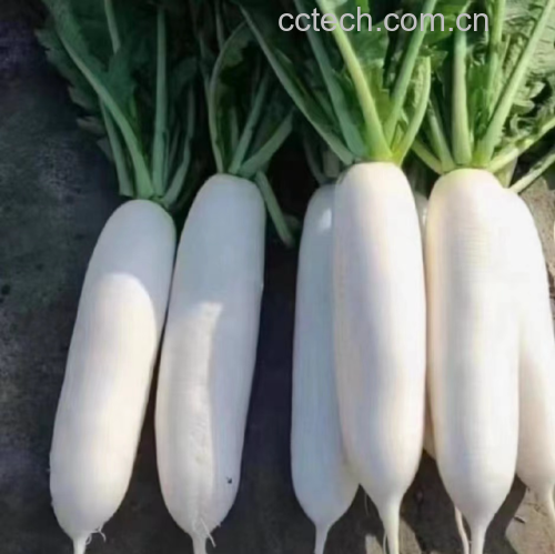 萝卜缨的生长状态与食用方式