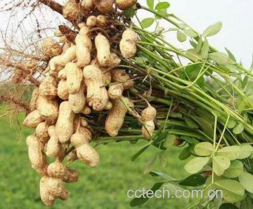 干花生与煮熟花生的对比图
