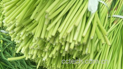 蒜薹与其他蔬菜对比图