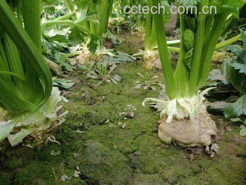 芹菜各部位含钾量对比图
